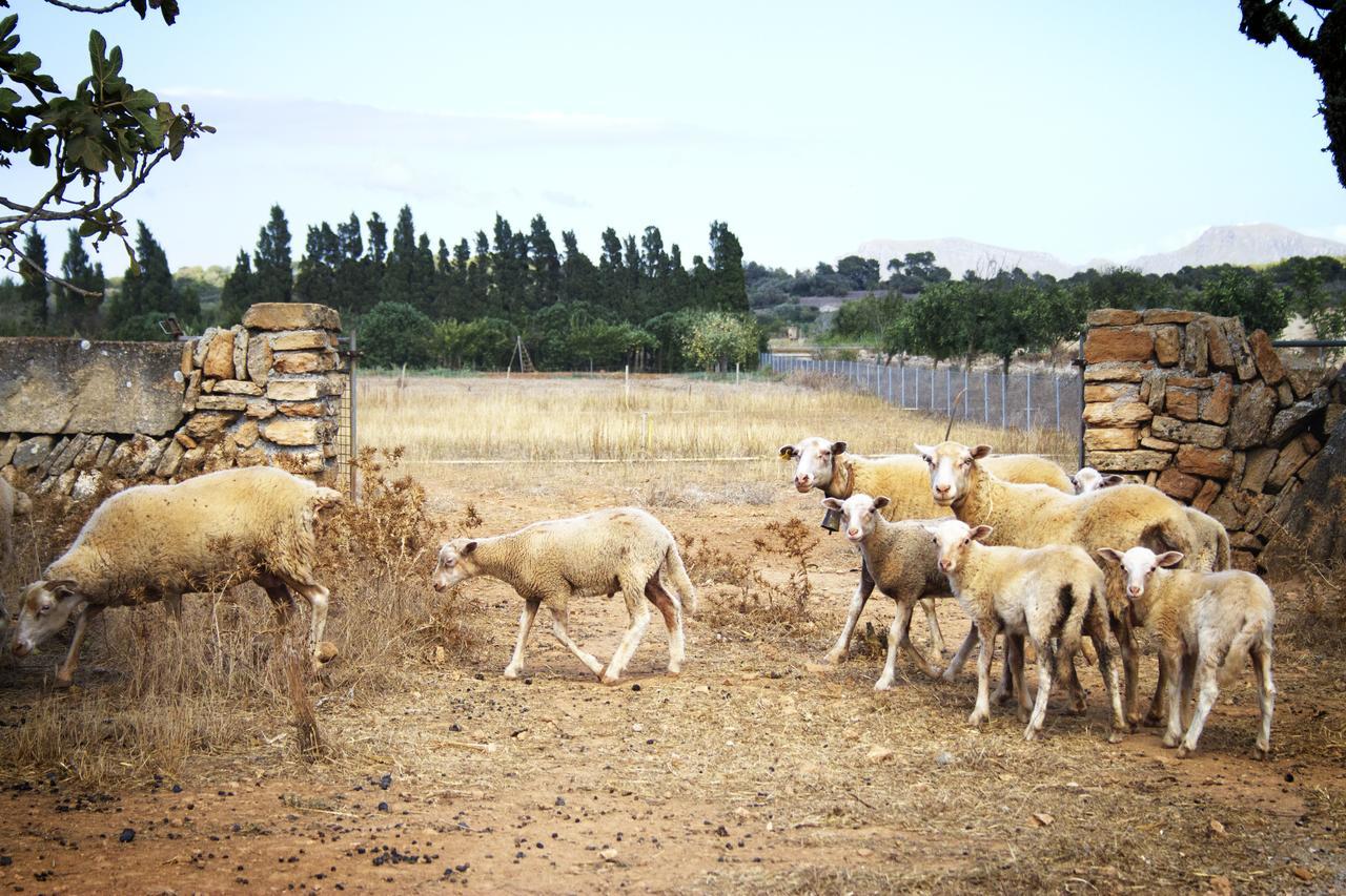 Agroturismo Can Pere Rei Сон-Серра-де-Марина Экстерьер фото
